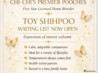 Shihpoo dogs Our 2026 Toy shihpoo WAITING LIST is now open - Advert 4