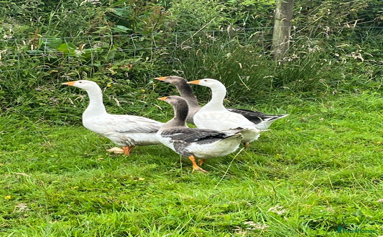 Mixed Breed birds - Advert 2