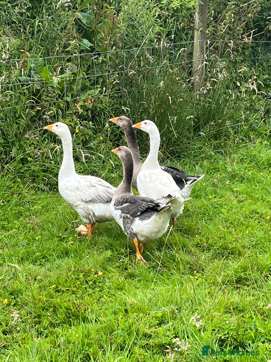 Mixed Breed birds for sale: 4 embden geese for sale  - Image 1