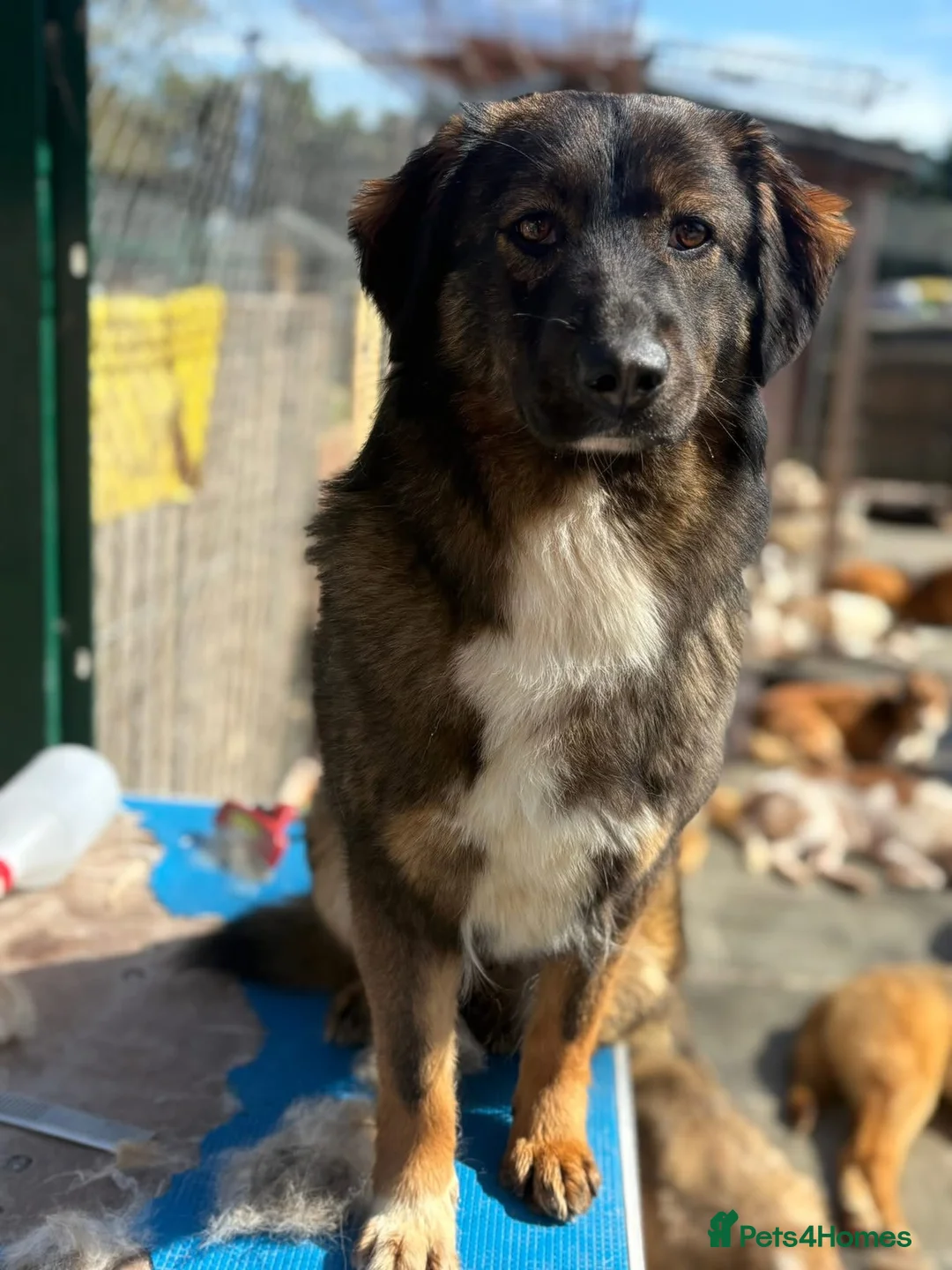 Mixed Breed dogs for adoption: Belle - Norwich Norfolk  - Advert 2