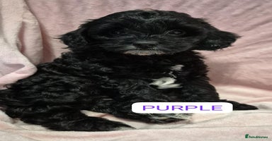 Cockapoo dogs - Advert 4