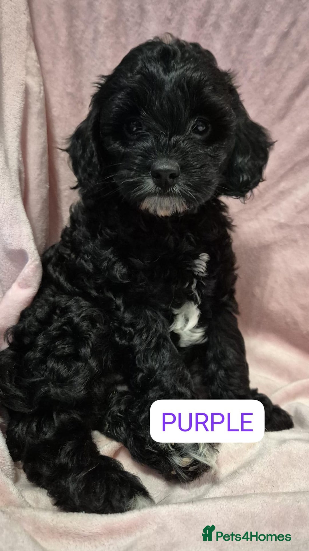 Cockapoo dogs for sale: Gorgeous cockapoo puppies. - Image 12