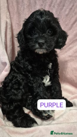 Cockapoo dogs - Advert 3