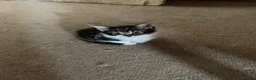 Mixed Breed cats for sale: 3 fluffy kittens - Advert 4