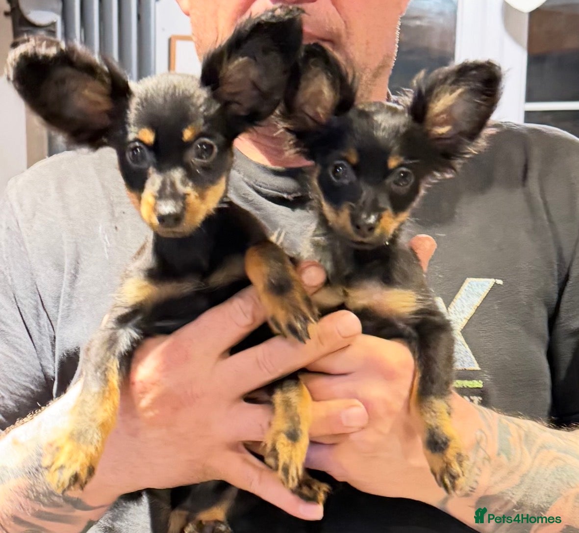 Russian Toy Terrier dogs Beautiful Russian Toy Puppies - Advert 15