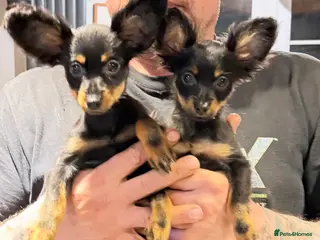 Russian Toy Terrier dogs Beautiful Russian Toy Puppies - Advert 15