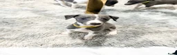 Whippet dogs for sale: Whippet puppies  - Advert 3