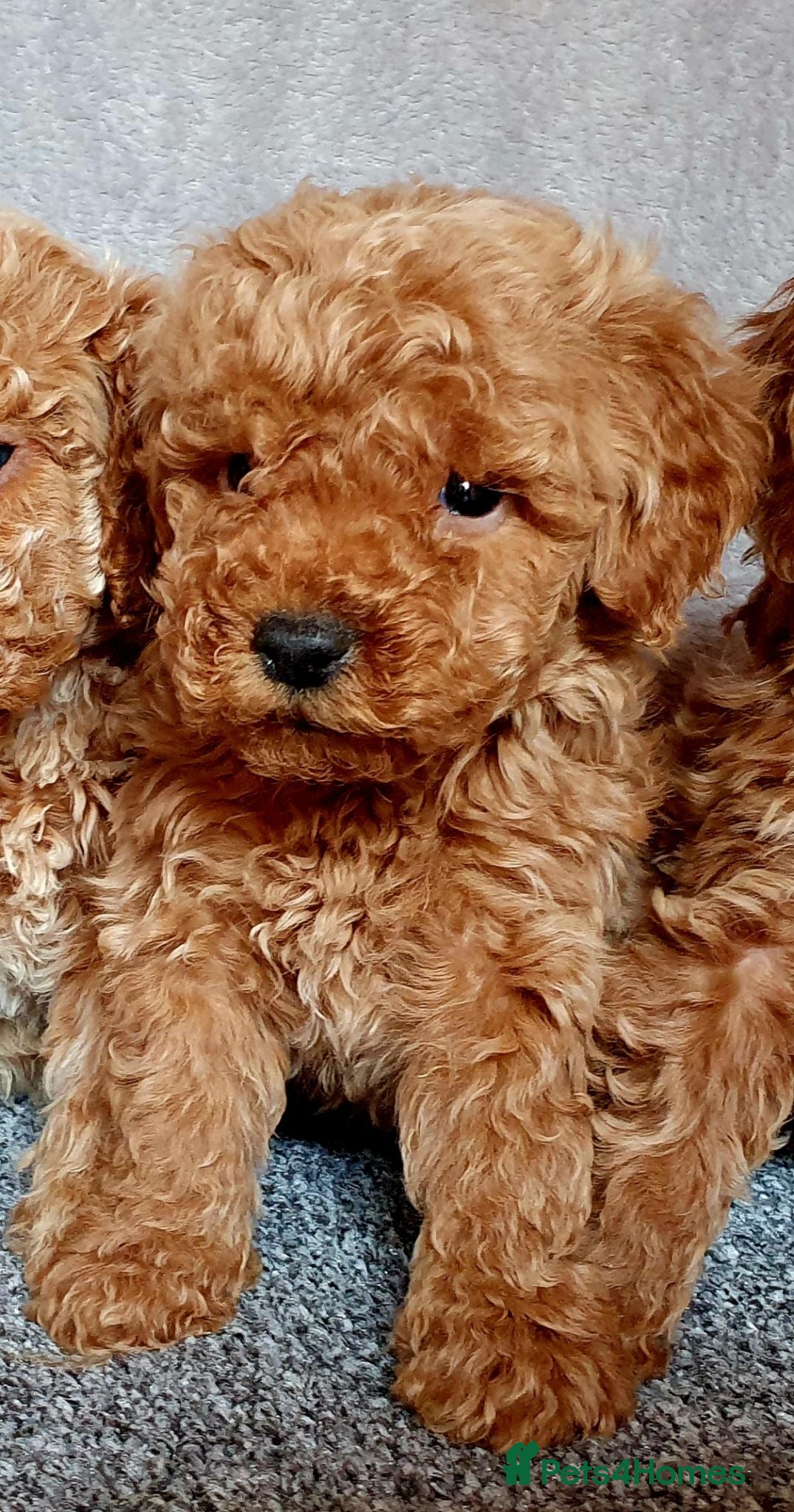 Miniature Poodle dogs Miniature poodle  - Advert 5