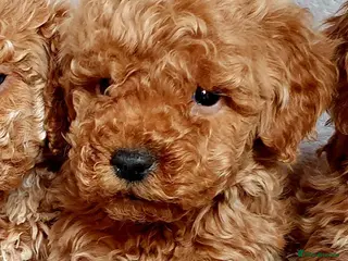 Miniature Poodle dogs Miniature poodle - Advert 5
