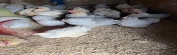 Chickens poultry for sale: Isabella porcelain pekin chickens  - Advert 1