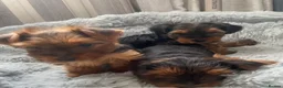 Yorkshire Terrier dogs for sale: Wioletta - Advert 6