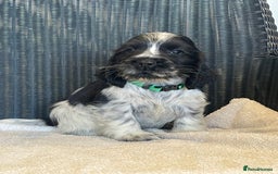 Cocker Spaniel dogs for sale: KC registered Show Type Cocker Spaniel Pups - Image 4