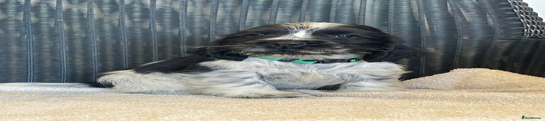 Green Collar