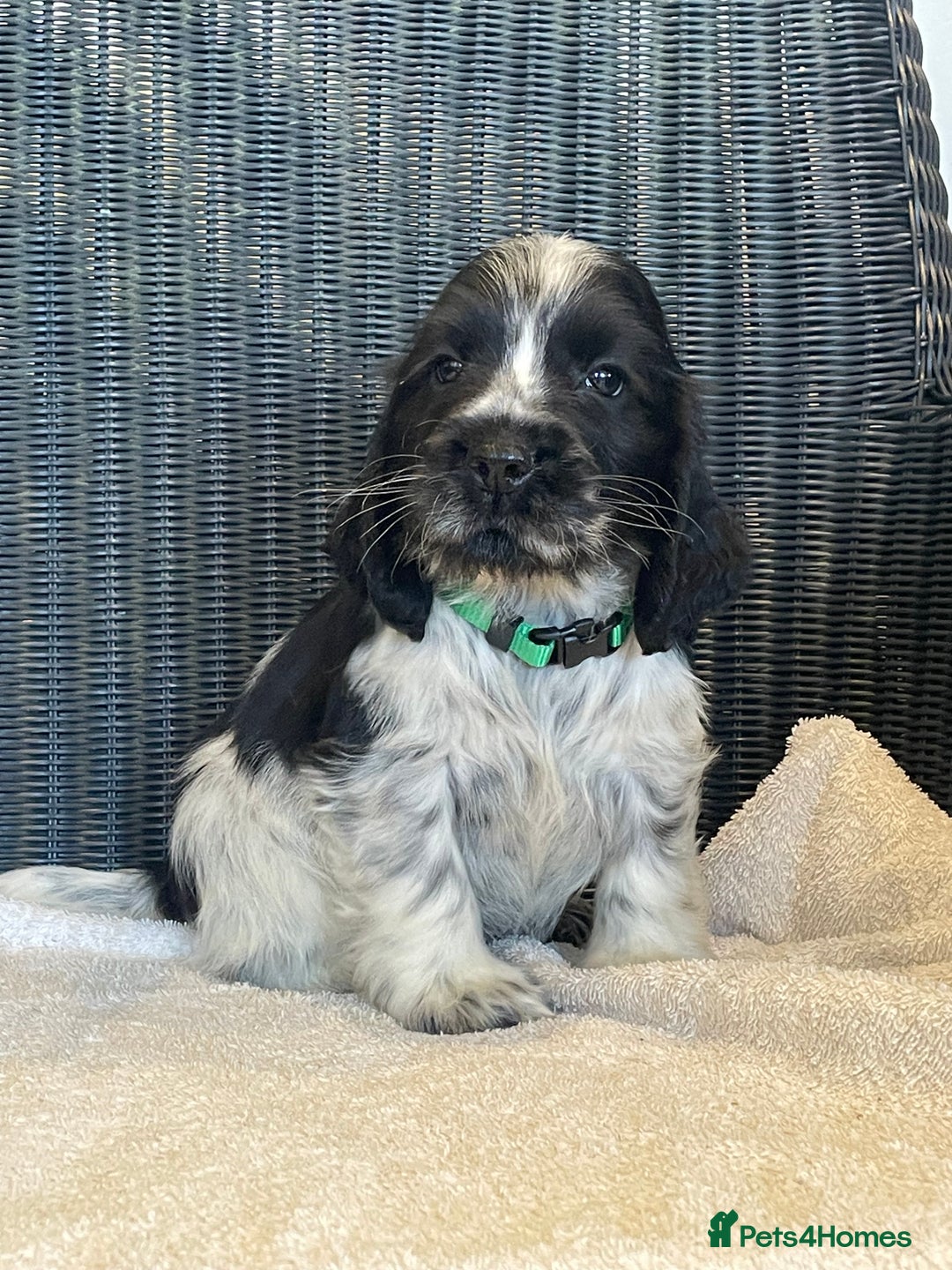 Cocker Spaniel dogs for sale: KC registered Show Type Cocker Spaniel Pups - Image 4