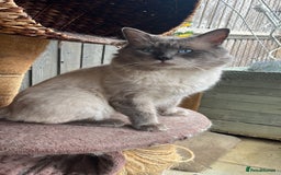 Ragdoll cats for stud: Bluepoint ragdoll stud  in Milton Keynes - Image 20