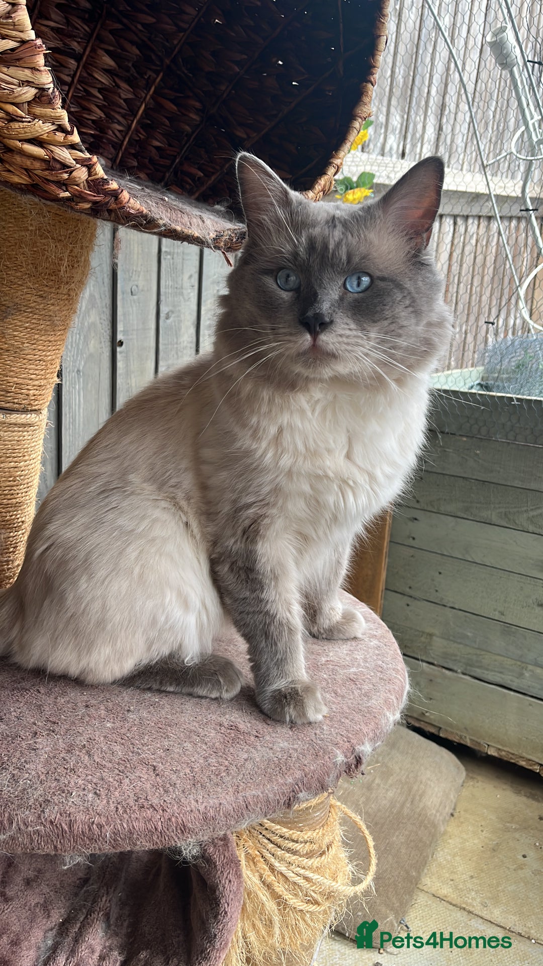 Ragdoll cats for stud: Bluepoint ragdoll stud  in Milton Keynes - Image 20