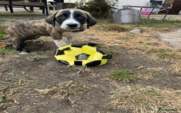 Mixed Breed dogs for adoption: Forest Gumps Litter - Image 18