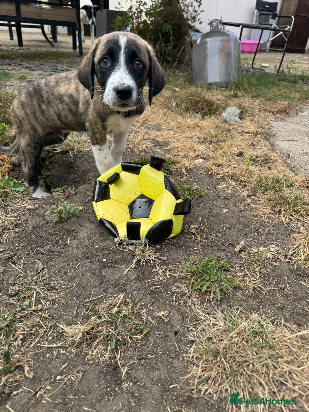Mixed Breed dogs for adoption: Forest Gumps Litter - Image 18