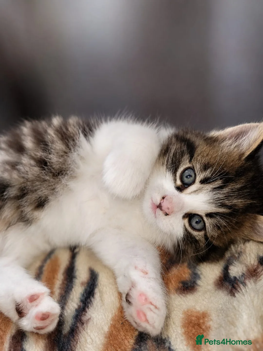 Mixed Breed cats for sale: Cats looking for hause  - Advert 3