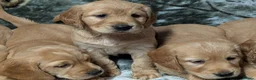Cockerdor dogs for sale: Stunning Golden Cockerdor puppies  - Advert 5