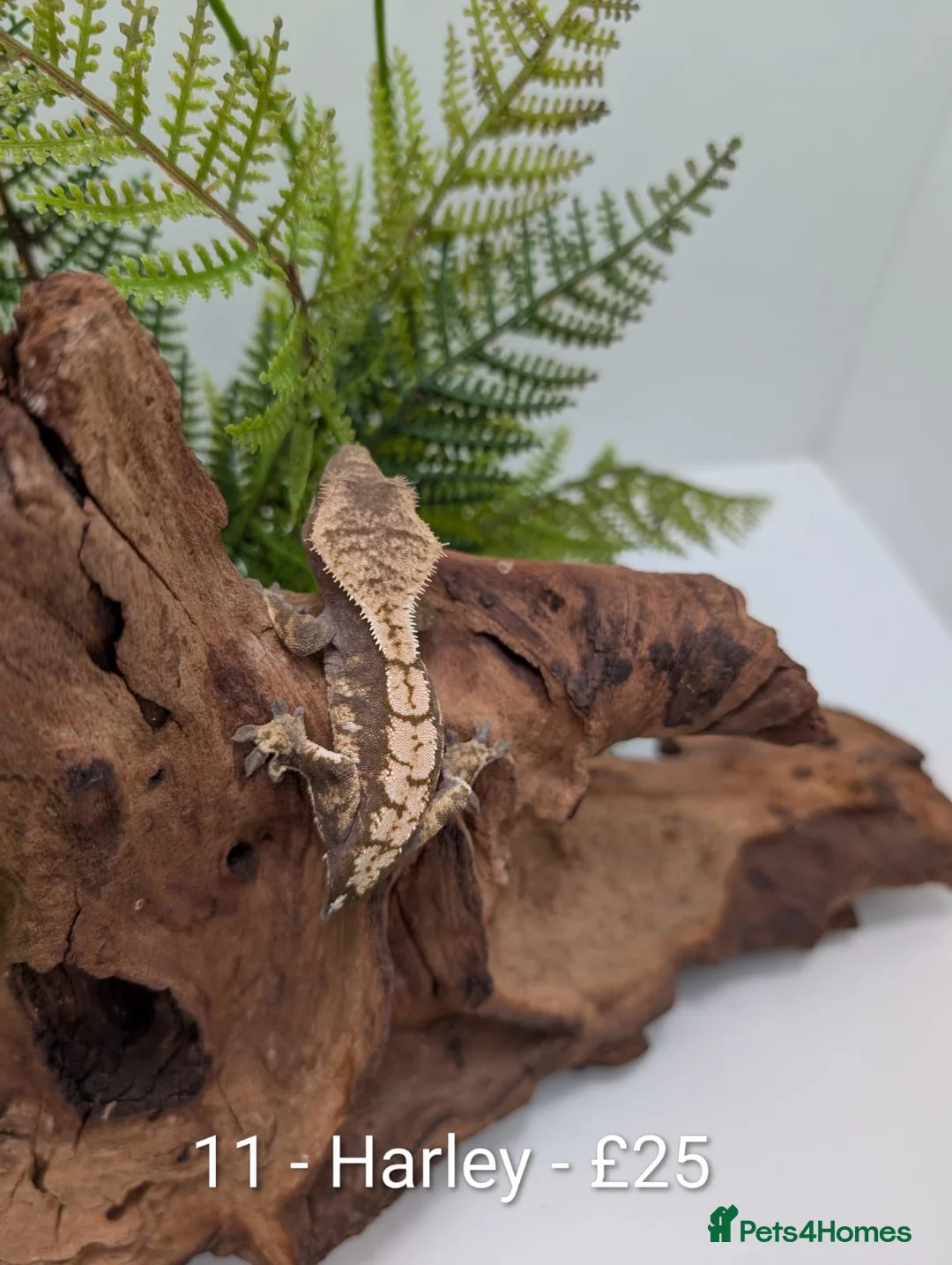 Gecko reptiles for sale: Beautiful Mix of Crested Geckos - Advert 11