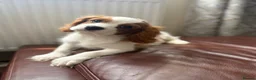 Cavalier King Charles Spaniel dogs for sale: Very active and super sweet boy is ready to go - Advert 15