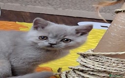 British Shorthair cats for sale: British Blue Short-hair 4 kittens for sale  - Image 17
