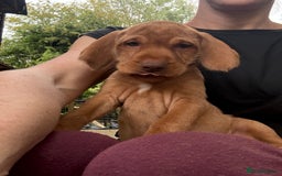 Hungarian Vizsla dogs for sale: Hungarian WIREHAIRED Vizsla puppies KC reg in Cranbrook - Image 23