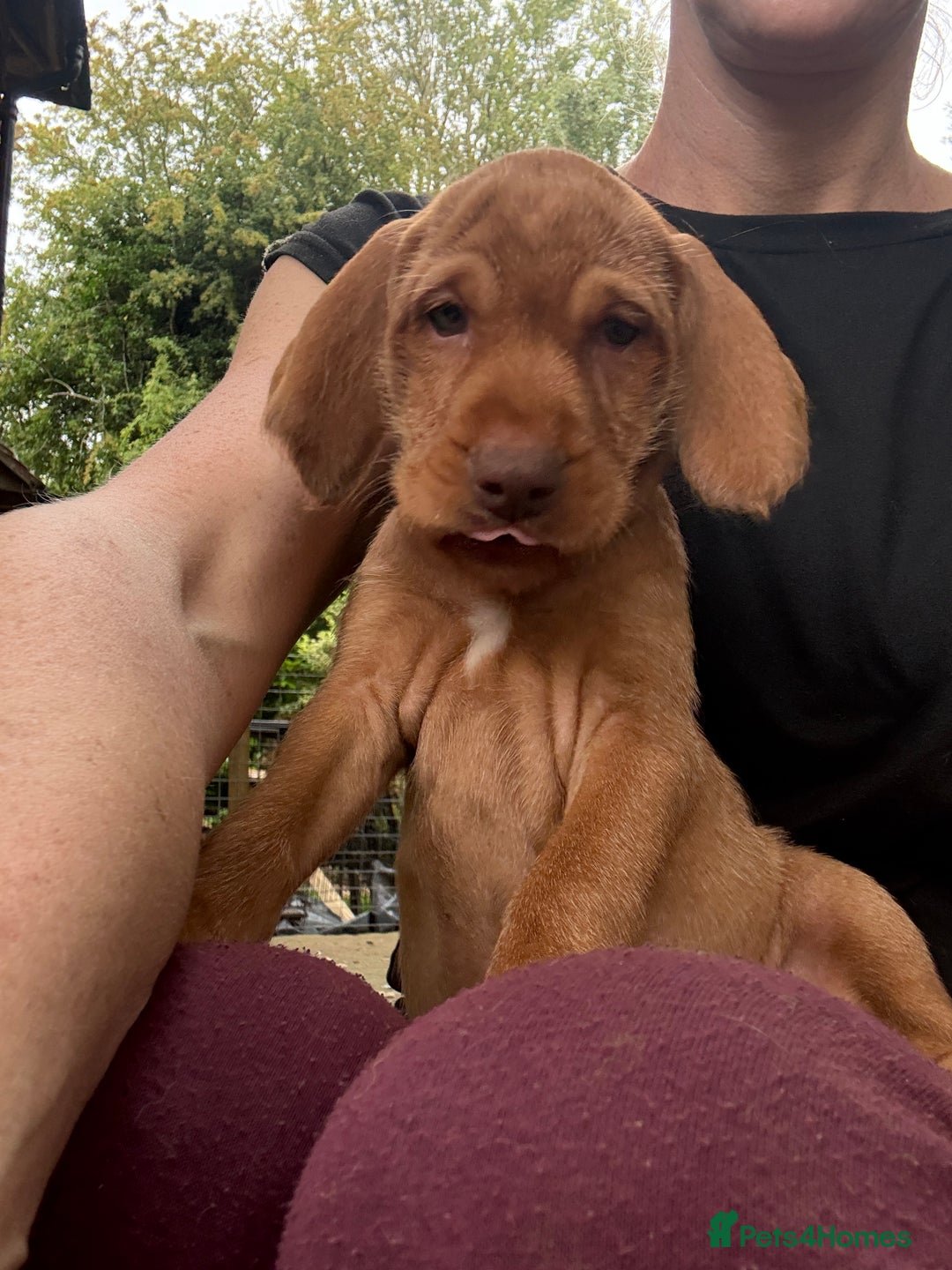 Hungarian Vizsla dogs for sale: Hungarian WIREHAIRED Vizsla puppies KC reg in Cranbrook - Image 23