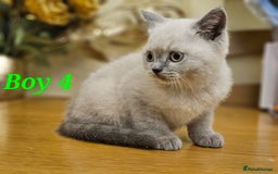 British Shorthair cats for sale: Last 4 male British Short-hair/long hair kittens  - Image 31