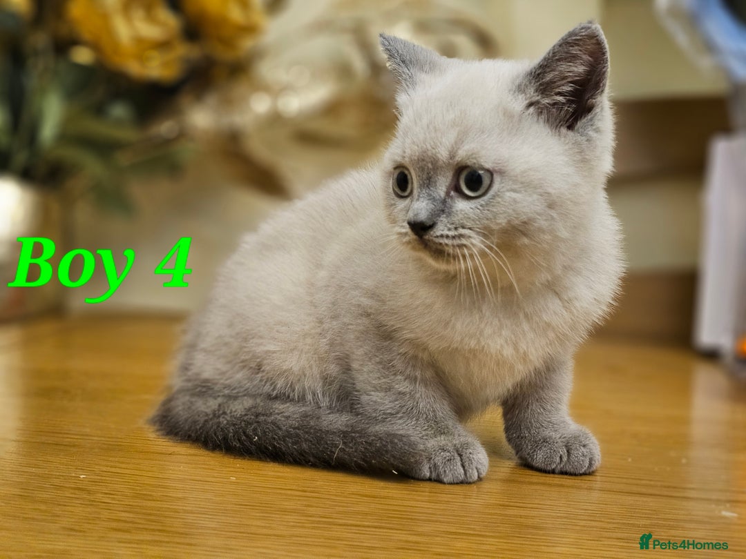 British Shorthair cats for sale: Last 4 male British Short-hair/long hair kittens  - Image 31
