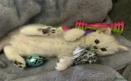 British Shorthair cats for sale: BSH quality Silvers - Image 9