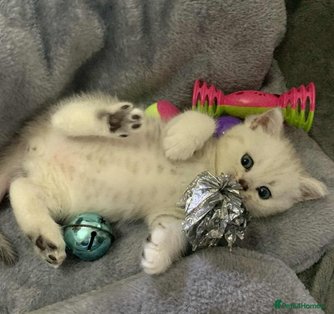 British Shorthair cats for sale: BSH quality Silvers - Image 9