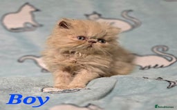 Persian cats for sale: GCCF REGISTERED KITTENS CHAMPION LINES - Image 13