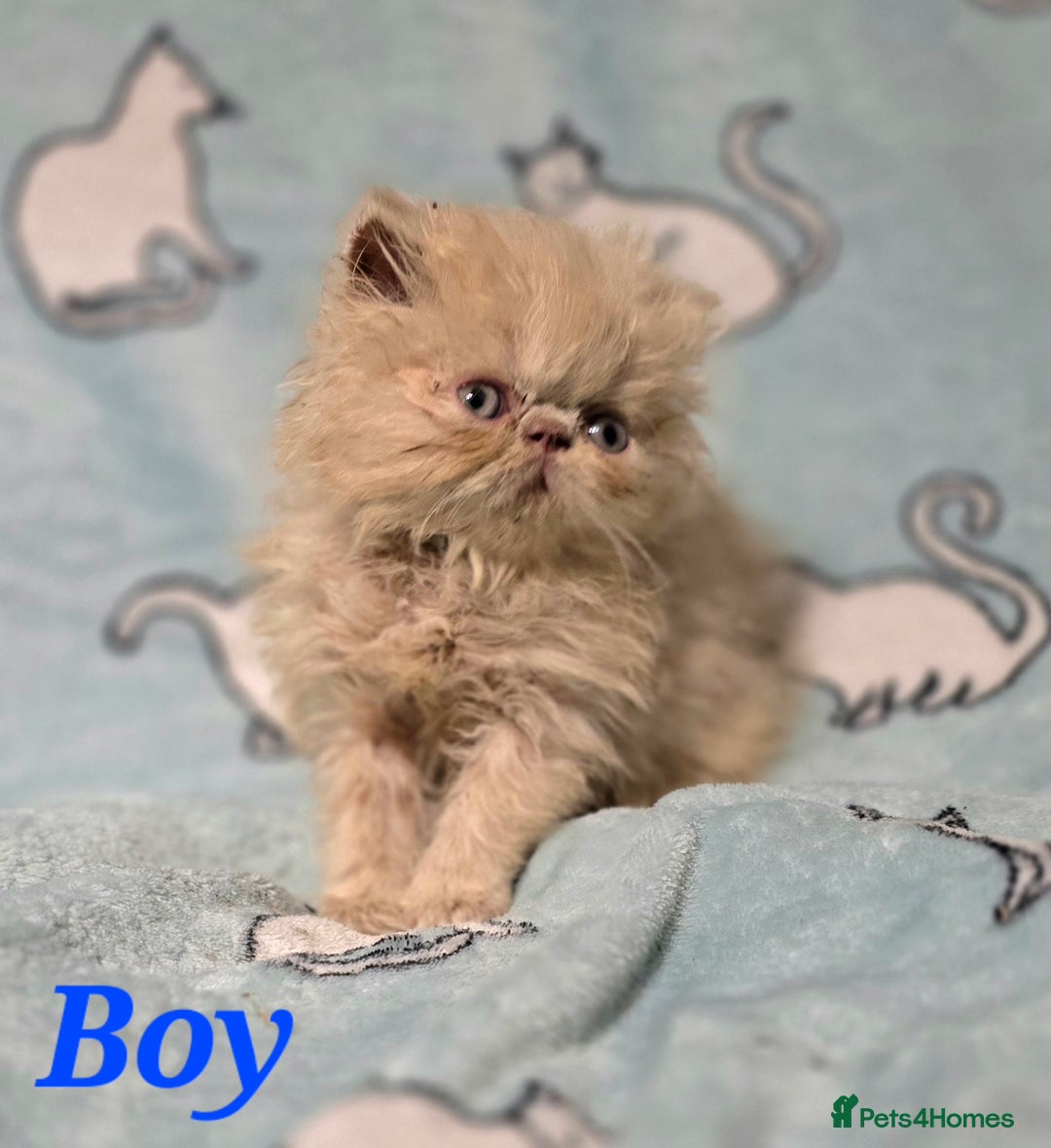 Persian cats for sale: GCCF REGISTERED KITTENS CHAMPION LINES - Image 13