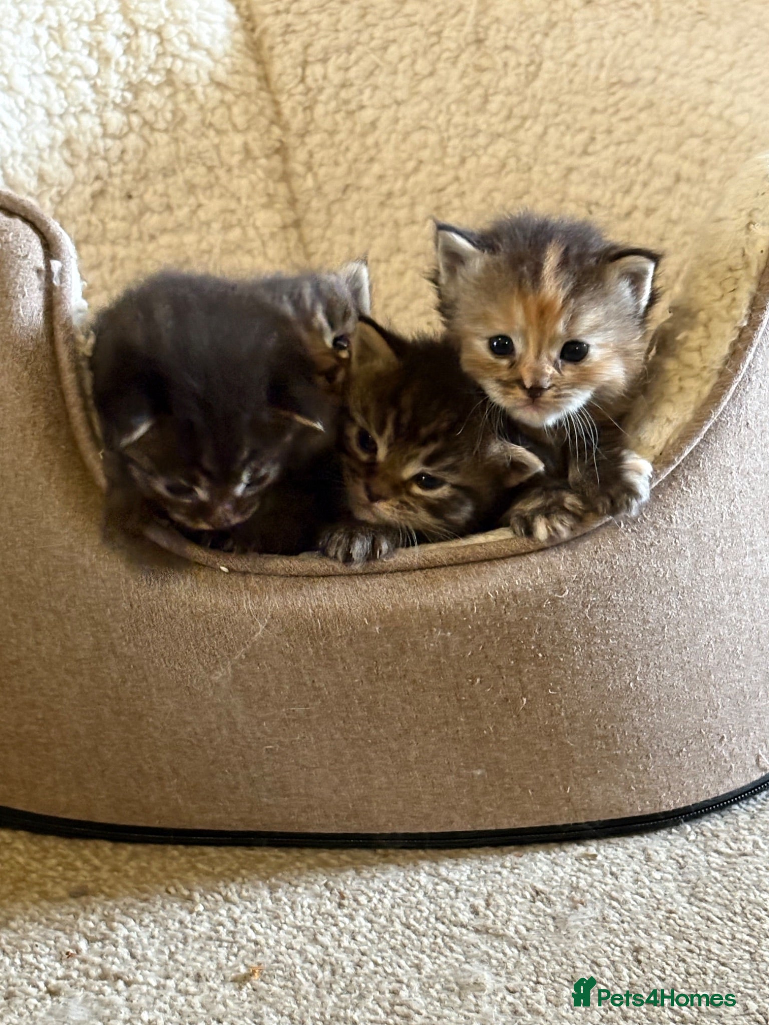 Ragcoon cats Ragcoon Kittens for Sale - Advert 3