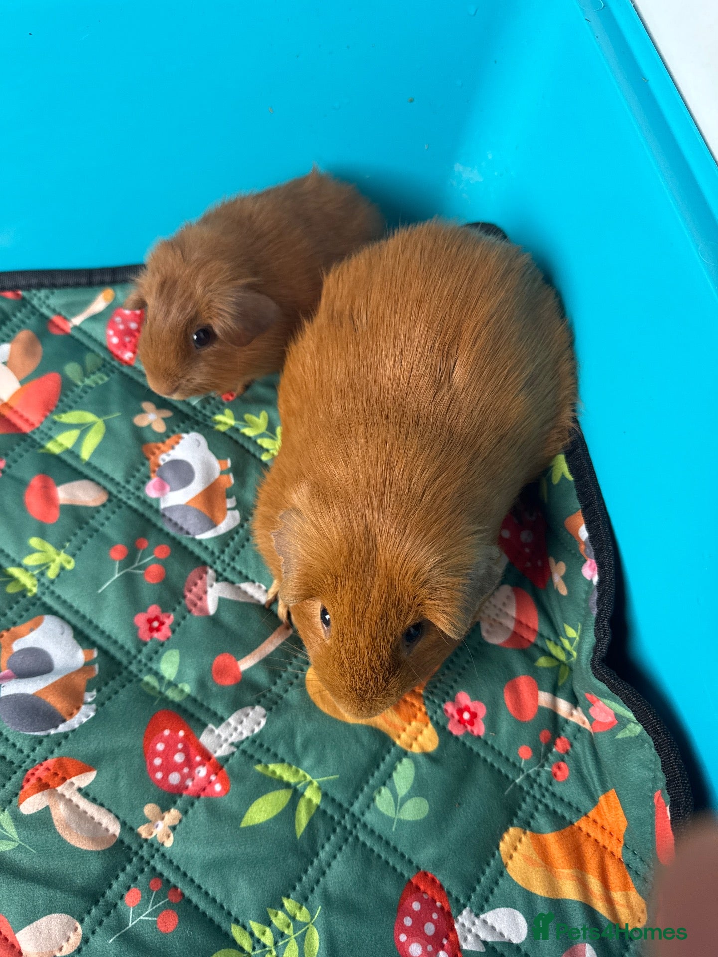 Guinea Pig rodents Guinea pig for sale  - Advert 9