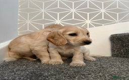 Cocker Spaniel dogs for sale: Beautiful Cocker Spaniel Puppies. - Advert 13