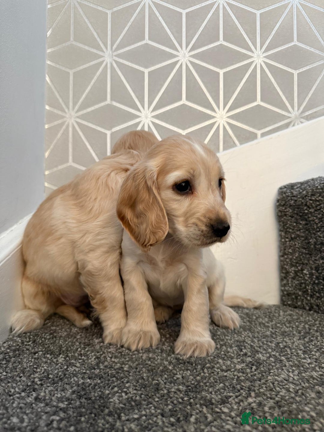 Cocker Spaniel dogs for sale: Beautiful Cocker Spaniel Puppies. - Advert 13