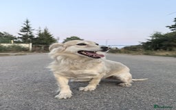 Mixed Breed dogs for adoption: 💖🐶 DOCHA 🐶💖 - Image 12