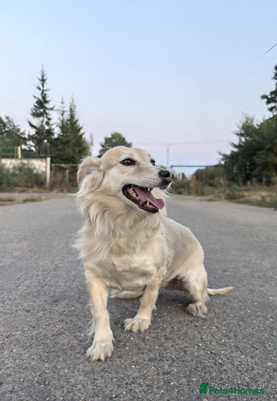 Mixed Breed dogs for adoption: 💖🐶 DOCHA 🐶💖 - Image 12