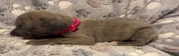 Whippet dogs for sale: KC Registered Whippet Puppies - Advert 7