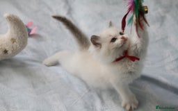 Ragdoll cats for sale: Active TICA princesses 👑❤️🩷💜 - Image 12