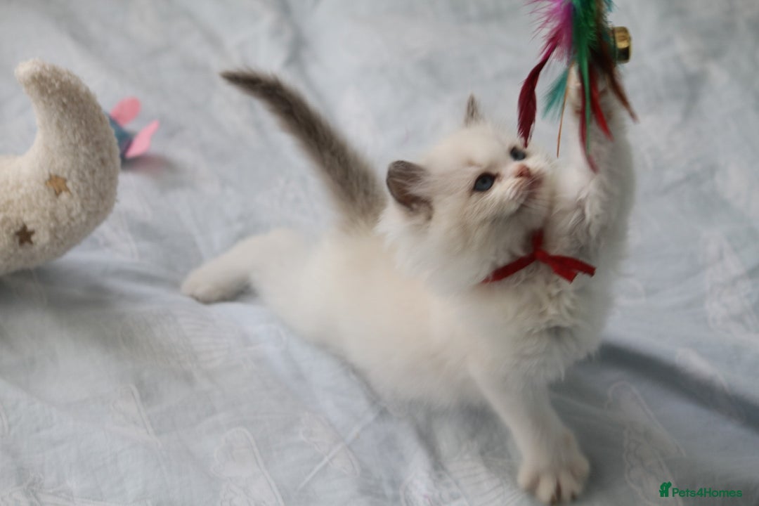 Ragdoll cats for sale: Active TICA princesses 👑❤️🩷💜 - Image 12