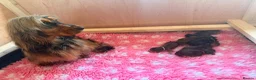 Cocker Spaniel dogs for sale: Outstanding KC registered Cocker Spaniel Puppies  - Advert 11