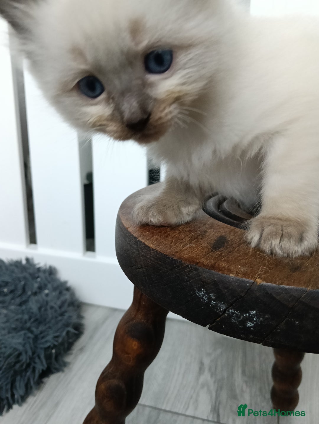 Ragdoll cats for sale: GCCF registered pedigree ragdoll kittens  - Advert 5