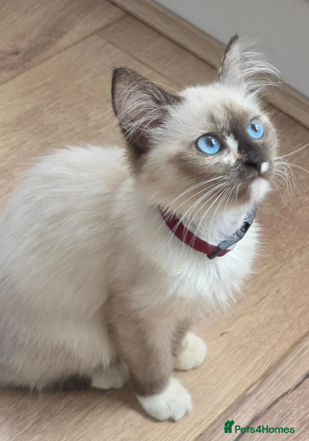 Siberian cats for sale: Siberian Neva Masquerade Female kitten in London - Advert 2