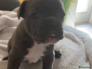 French Bulldog dogs - Advert 24