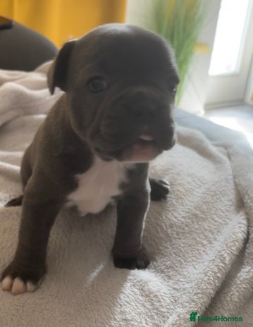 French Bulldog dogs - Advert 15