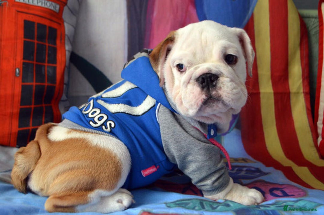 Beagle dogs for sale: Beagle Puppies  Friendly - Image 7